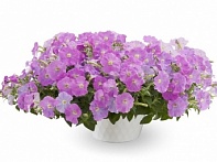 Петуния ампельная гибридная