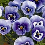 Виола Виттрока (Viola wittrockiana)