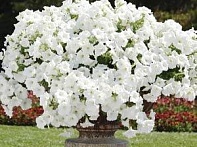 Петуния ампельная гибридная