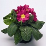 Примула высокая (Primula elatior)