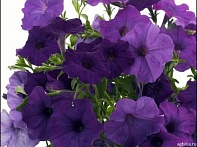 Петуния ампельная гибридная