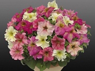 Петуния ампельная гибридная