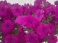 Петуния ампельная гибридная