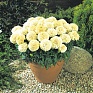 Бархатцы прямостоячие (Tagetes erecta)