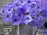Петуния ампельная гибридная