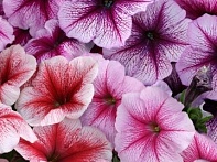 Петуния многоцветковая