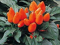 Перец летний
