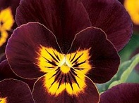 Виола рогатая