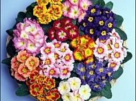 Примула бесстебельная