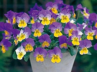 Виола рогатая ампельная