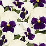 Виола виттрока (Viola wittrockiana)