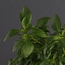 Базилик благородный (Ocimum basilicum)