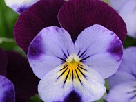 Виола рогатая