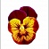 Виола гибридная