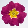 Примула высокая (Primula elatior)