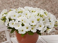 Петуния ампельная гибридная