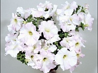 Петуния ампельная гибридная