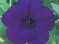 Петуния ампельная гибридная