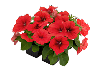 Петуния многоцветковая (генетически компактная) Петуния многоцветковая (генетически компактная)