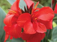 Канна садовая