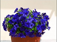 Петуния ампельная гибридная