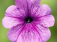 Петуния многоцветковая (генетически компактная) Петуния многоцветковая (генетически компактная)