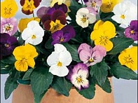 Виола рогатая
