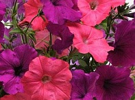 Петуния ампельная гибридная