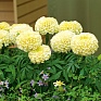 Бархатцы прямостоячие (Tagetes erecta)