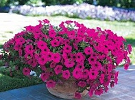 Петуния ампельная гибридная