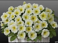 Петуния ампельная гибридная
