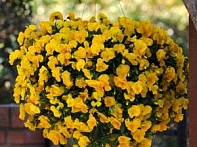 Виола виттрока ампельная
