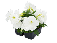 Петуния многоцветковая (генетически компактная) Петуния многоцветковая (генетически компактная)