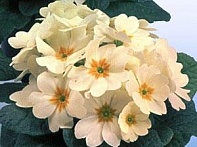 Примула бесстебельная