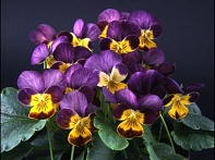 Виола рогатая