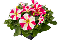 Петуния многоцветковая (генетически компактная) Петуния многоцветковая (генетически компактная)