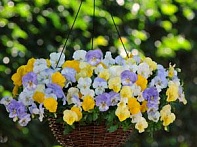Виола виттрока ампельная