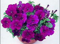 Петуния ампельная гибридная