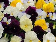 Виола виттрока ампельная