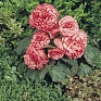 Бегония клубневая махровая (Begonia tuberhybrida)
