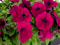 Петуния многоцветковая (генетически компактная) Петуния многоцветковая (генетически компактная)
