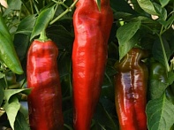 Перец летний
