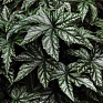 Бегония гибридная (Begonia hybrida)