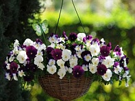 Виола виттрока ампельная