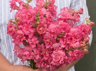 Львиный зев (Антирринум) махровый