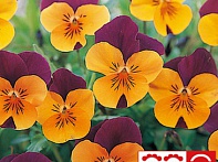 Виола рогатая