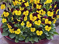 Виола рогатая