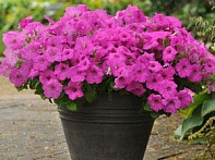 Петуния ампельная гибридная