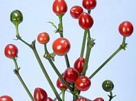 Перец летний