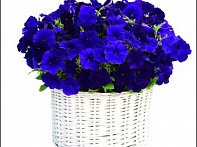 Петуния ампельная гибридная